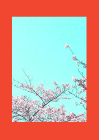CHERRY BLOSSOMS & BLUE SKY/RED