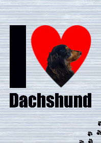 I love dachshund.