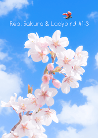 Real Sakura & Ladybird#1-3