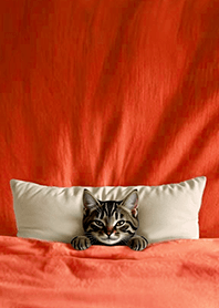 療癒趣味蓋棉被貓咪-三花貓 1A 橘紅色