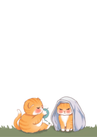 แมวส้ม ( สีขาว )