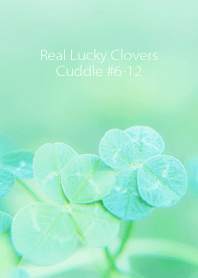 Real Lucky Clovers Cuddle #6-12