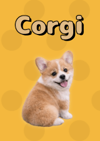 Corgi Theme Yellow 03
