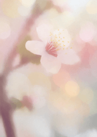 Cherry blossoms, dream time Vol.1