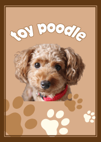 トイプー大好き