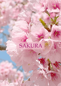 Spring is almost here -SAKU...