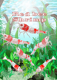Red bee shrimp