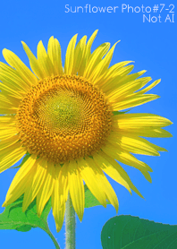 Sunflower Photo#7-2 Not AI