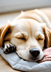 สุนัขกำลังนอนหลับ 7C3952