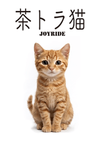 Brown tabby cat 4