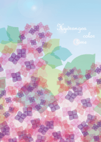 Hydrangea color time