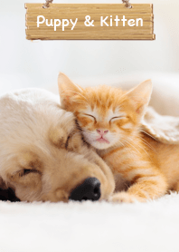 超級可愛！ 小狗和小貓相處融洽，午睡♪