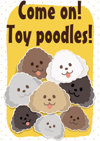 Come on! Toy poodles!