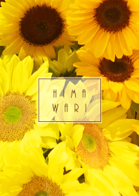 HIMAWARI #fresh