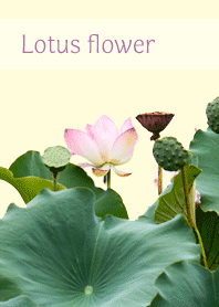 Paisagem com flores de lótus