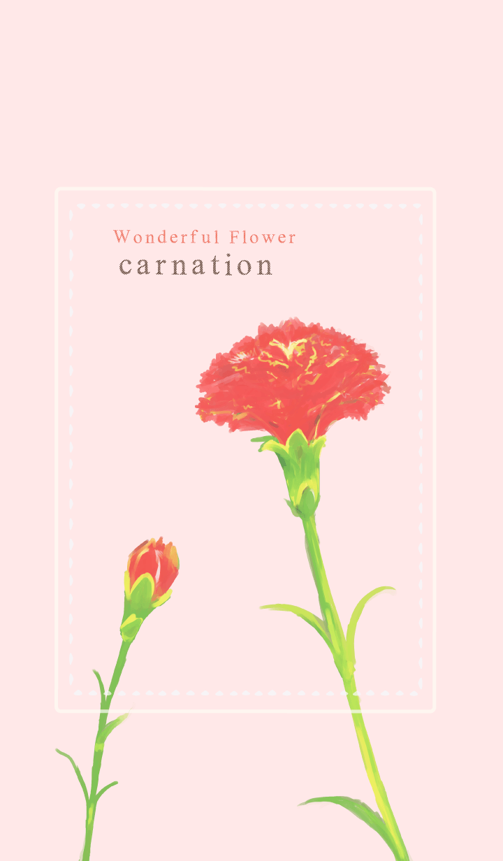 Mother's Day -carnation-