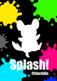 Splash!Chinchilla