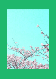CHERRY BLOSSOMS & BLUE SKY-GREEN-WHITE