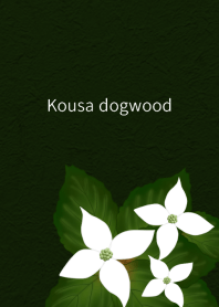Kousa dogwood