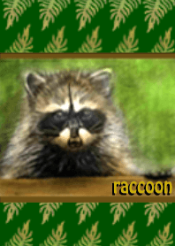 I love animals - raccoon