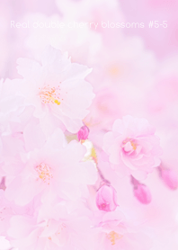 Real double cherry blossom #5-5