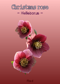 Christmasrose <Helleborus> Red