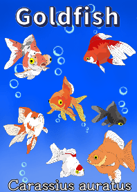 金魚 金魚 #cool