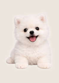 白色博美玩偶風主題 Beige 01