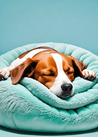 Bright Moon and Dawn B49d2A