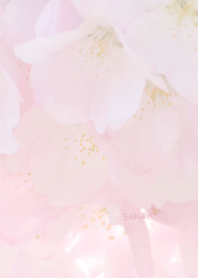 〜桜のきせかえ7〜