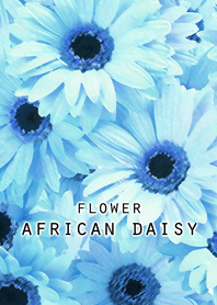 FLOWER AFRICAN DAISY[light blue]