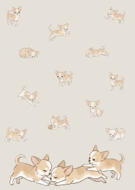 Cute happy chihuahua.6