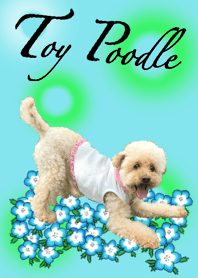 Qoo the Toy Poodle