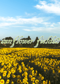 sunflower fields2 ver.3