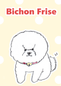 ビションフリーゼきせかえ