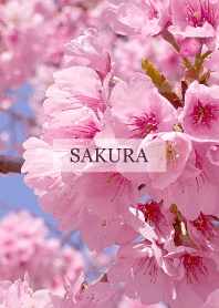 Spring is almost here-SAKURA PINK 114