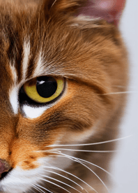 Cats run wild #DaAWaV128.