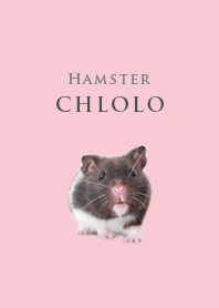 Hamster CHlolo