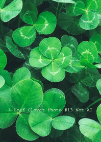 4-Leaf Clover Photo #13-18Not AI