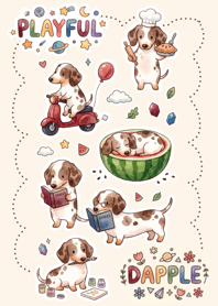 Playful Dapple Dachshund