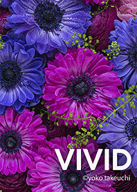 VIVID～ビビッドな青と紫のガーベラ～