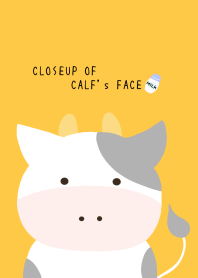 CLOSEUP OF CALF's FACE/ORANGE