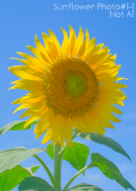 Sunflower Photo#1-1 Not AI