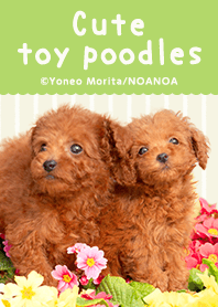 Cute toy poodles