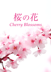 "Cherry Blossoms vol.16" theme