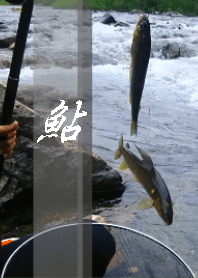 AYU ayu fishing