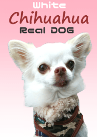 Real DOG 白チワワ『微笑み王子 マロ 』