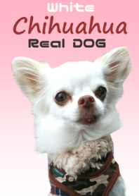 Real DOG White Chihuahua