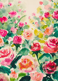 Beautiful rose flower(R4211)