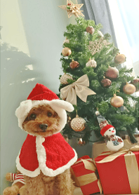 Merry Christmas ! Santa Schnappy